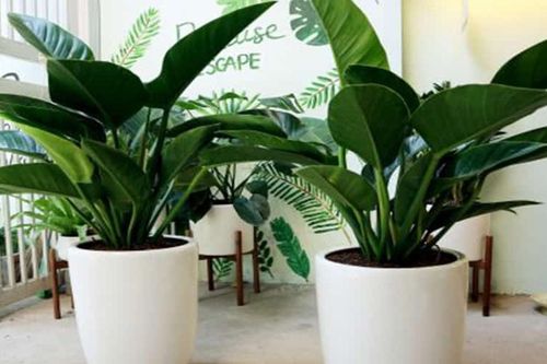 Cây trầu bà hợp mệnh nào trong ngũ hành?