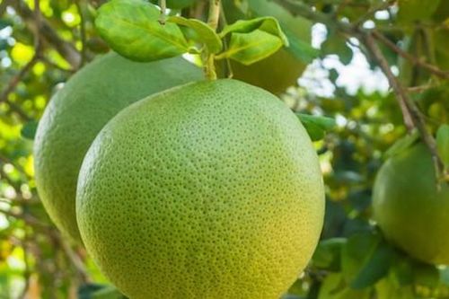 Ăn bưởi mỗi ngày có an toàn với người tăng huyết áp?