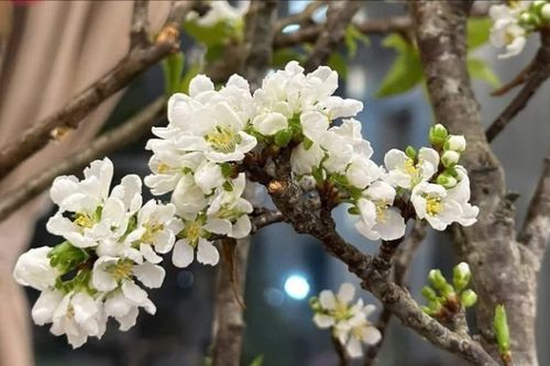 Mận rừng xuống phố 'ngóng' khách chơi Tết sớm