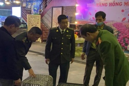 Nhà hàng ở Quảng Ninh mua bán trái phép động vật rừng