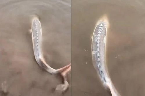 Câu được con cá màu trắng toát, vì sao thanh niên lập tức thả ra?