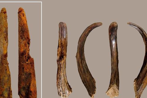 Soi công cụ bằng gỗ cổ nhất của người Neanderthal