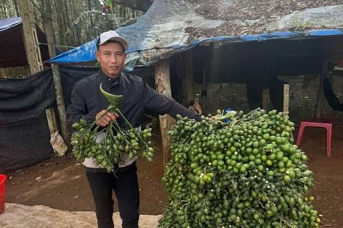 Động thái của thương lái Trung Quốc khiến giá cau tươi lao dốc