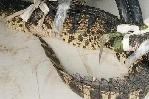 Người dân vây bắt cá sấu dài gần một mét tại khu đất hoang ở Cà Mau