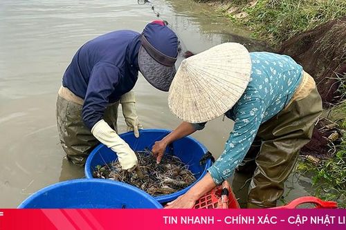 Mở hướng làm giàu bằng nuôi tôm càng xanh tại Can Lộc