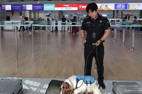 Hàn Quốc báo động nạn gia tăng buôn bán ma túy qua đường hàng không