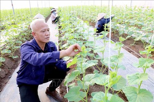 Vượt qua thất bại, trở thành mô hình nông nghiệp kiểu mẫu