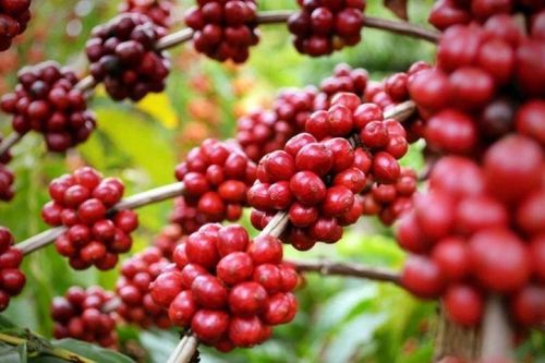 Giá cà phê ngày 22/12/2025: Dự đoán thị trường tuần giao dịch cuối cùng của năm