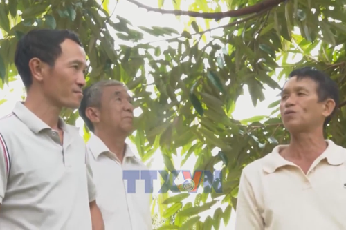 Áp dụng KHKT liên kết sản xuất nông nghiệp hữu cơ bền vững