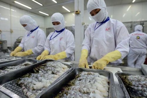 Xuất khẩu tôm sắp cán mốc kỷ lục mới