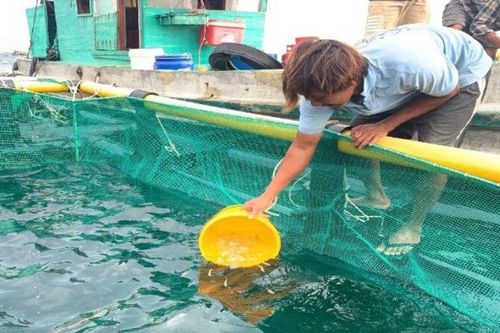Phát triển nuôi biển từ sử dụng lồng nhựa HDPE