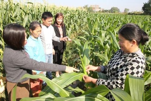 Bắc Ninh: Tăng giá trị cây vụ đông, bù đắp thiệt hại vụ mùa