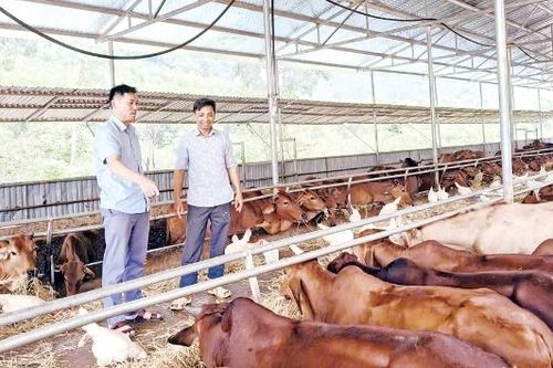 Xã Sơn Động: Đổi mới sản xuất, tạo sinh kế bền vững
