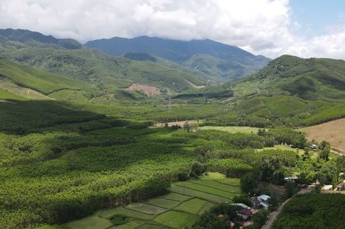 Mở lối cho rừng gỗ lớn