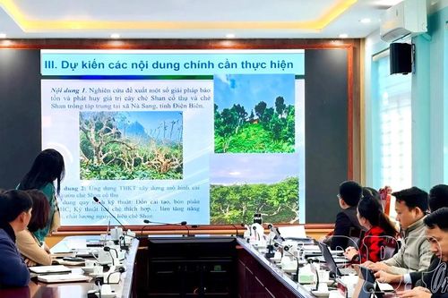 Định hướng mở rộng diện tích chè cây cao, cây ăn quả ở Na Sang
