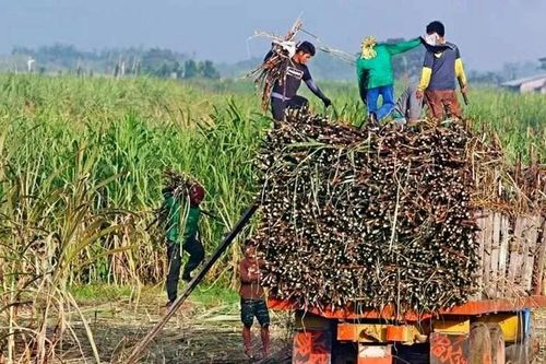 Philippines gia hạn lệnh cấm nhập khẩu đường đến hết tháng 12-2026