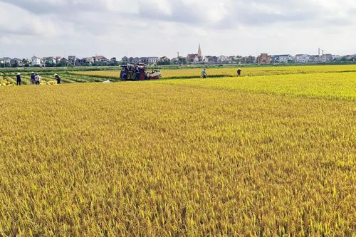 Dồn điền đổi thửa: Xu hướng tất yếu của nền nông nghiệp hiện đại - Bài 1: Những 'nút thắt' cần tháo gỡ