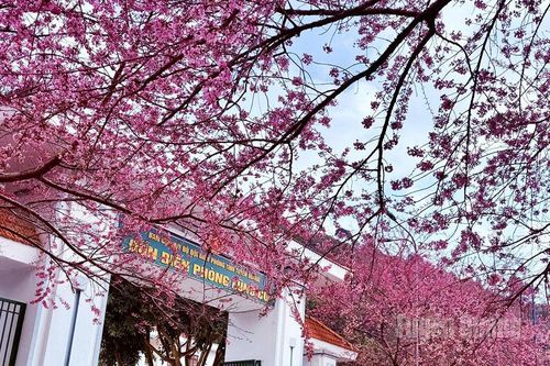 Mai anh đào thắp hồng trên cực Bắc Lũng Cú