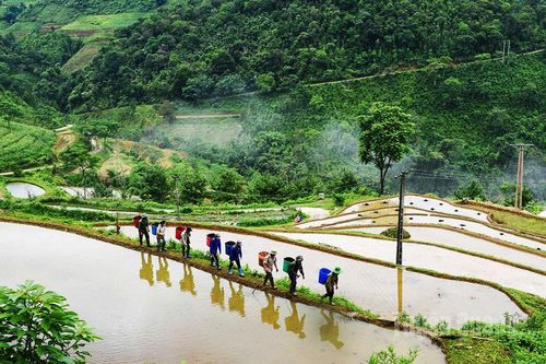 Hồng Thái bốn mùa đẹp tươi