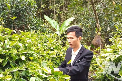 'Bám đất, bám rừng'' phát triển cây dược liệu