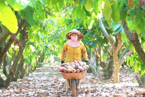 Ca cao Đắk Lắk: Chọn lối đi bền vững, không chạy theo 'cơn sốt giá'