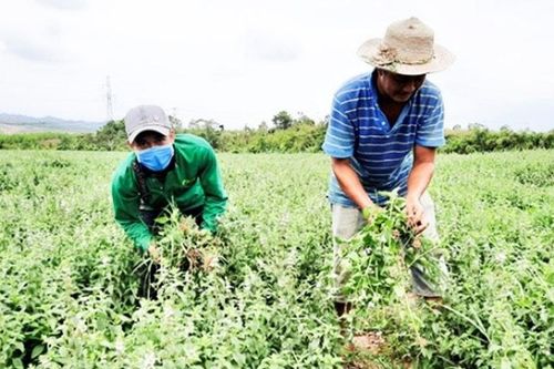 Phát triển vùng trồng dược liệu - sinh kế bền vững cho miền núi Khánh Hòa