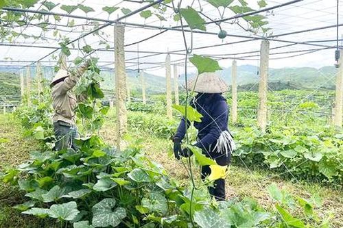 HTX Si Pa Phìn và bài học liên kết 'ba nhà' trong phát triển rau sạch vùng cao