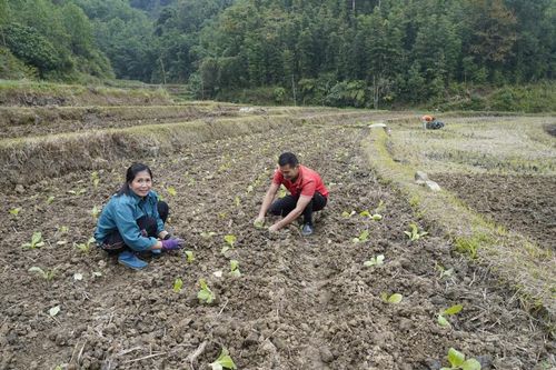Xã Nguyễn Huệ đẩy nhanh tiến độ gieo trồng thuốc lá thu đông