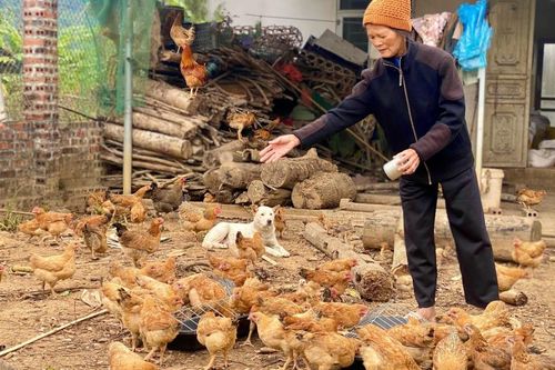 Triển khai trên 1.740 dự án, kế hoạch hỗ trợ phát triển sản xuất thuộc các Chương trình Mục tiêu quốc gia