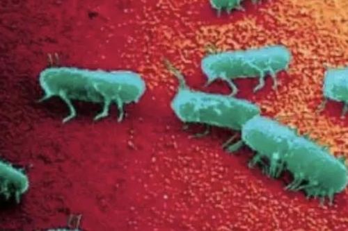 Vụ ngộ độc khi ăn bánh mì ở Phan Thiết: Nem chua và thịt xá xíu nhiễm khuẩn Salmonella