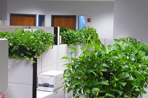 Cây trầu bà: Bí quyết thanh lọc, tài lộc và sự thịnh vượng cho bàn làm việc