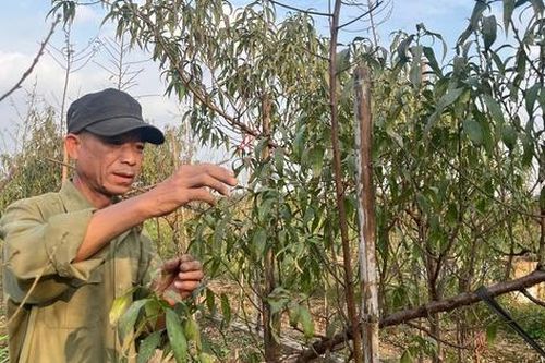Vườn đào Nhật Tân, mùa 'canh Tết'