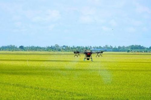 Xây dựng vùng nguyên liệu chuẩn cho nông sản