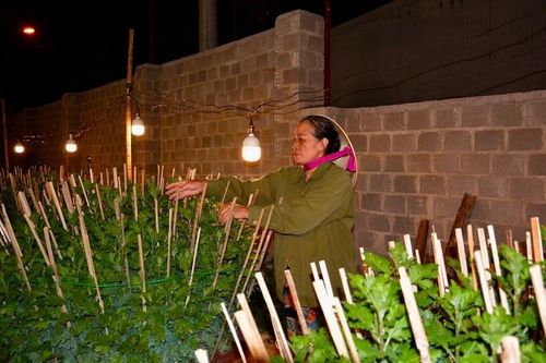 Gia Lai: Chong đèn thắp sáng vườn hoa cúc, giữ hẹn mùa Xuân