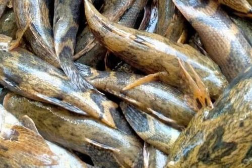 Loại cá nhìn tối thui, nửa triệu đồng/kg vẫn 'đắt như tôm tươi'
