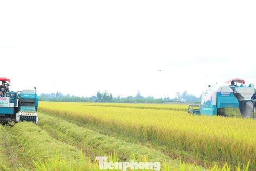 Trồng lúa giảm phát thải lợi nhuận tăng ít nhất 20%