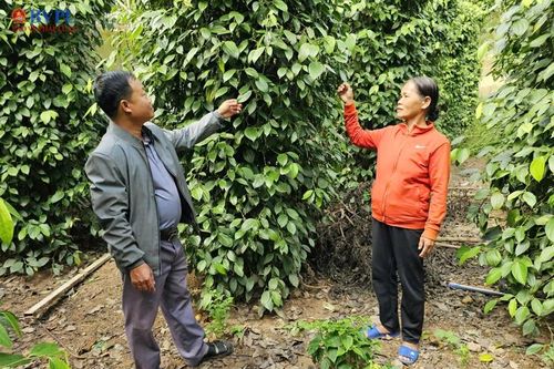 Khát vọng thoát nghèo đa chiều thắp sáng miền quê ở xã Ea Ô (tỉnh Đắk Lắk)