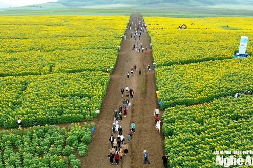 Cánh đồng hoa hướng dương Nghệ An tạm dừng đón khách 2 ngày từ 3-4/1/2026