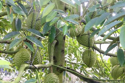 Nông thôn mới nâng tầm thương hiệu nông sản