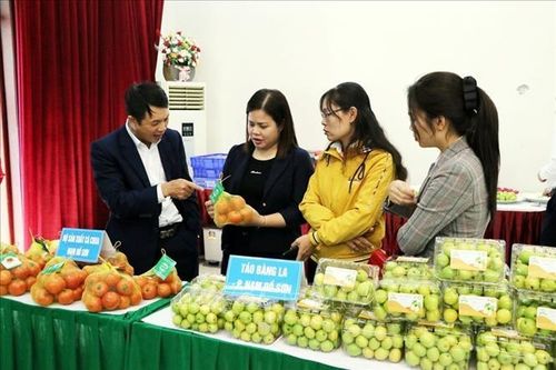 Kết nối nông sản vùng đồng bằng sông Hồng, hướng tới thị trường Tết