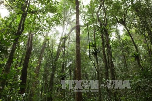 Quảng Ngãi tỷ lệ che phủ rừng đạt gần 60%