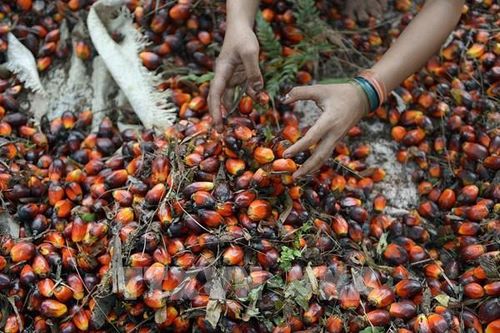 Mỹ đồng ý miễn thuế dầu cọ, cà phê với Indonesia