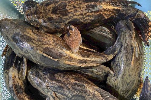 Loại cá nước ngọt đặc sản ở Cà Mau giá gần 500.000 đồng/kg vẫn 'cháy hàng'
