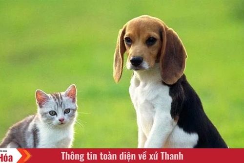 Tôi là Tiểu Bạch và đây là chuyện của lũ mèo chúng tôi: Câu chuyện thứ 11 - Hở đuôi