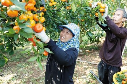 Bắc Ninh: Hối hả thu hoạch trái cây dịp cuối năm
