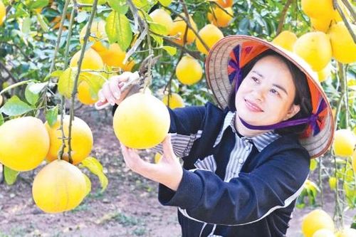 Thảo thơm trái bưởi quê nhà