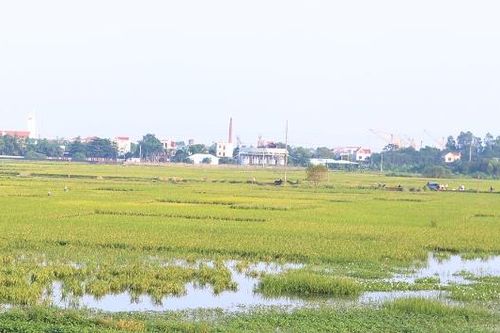 Bắc Ninh quy định mức hỗ trợ sản xuất nông nghiệp bị thiệt hại do thiên tai, dịch hại