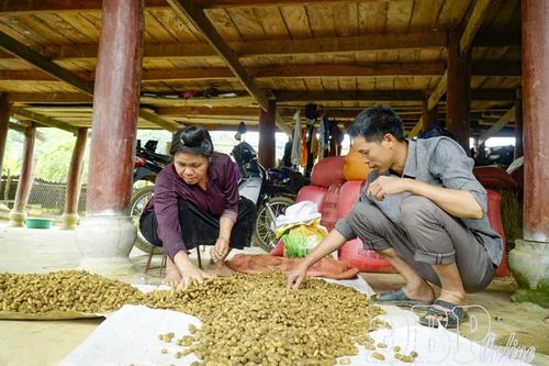 Na Son phát huy thế mạnh nông nghiệp để giảm nghèo
