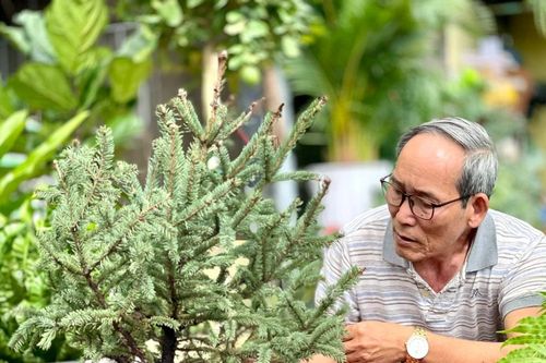 Thông Đan Mạch, phong lá đỏ 'thử sức' với khí hậu phố núi Pleiku