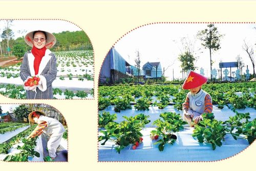 Lên Pleiku hái dâu tây Nhật Bản